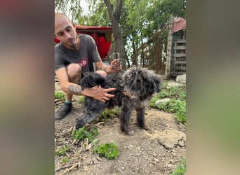 Picúr sucht ein Zuhause voller Liebe