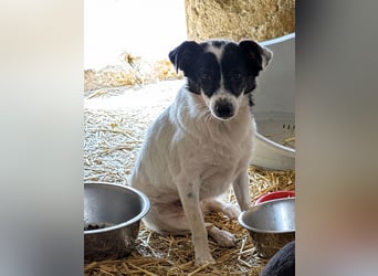 MARENA, anhängliche Hündin, 3 Jahre, 39 cm, Mischling, Tierschutz
