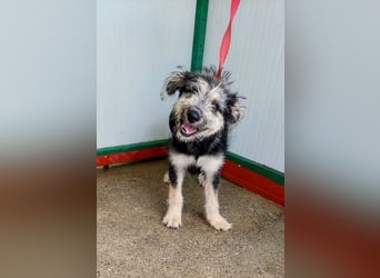 Kleiner Schatz Ozzy sucht großes Glück