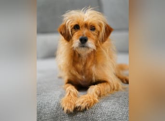 BILLY, freundlicher Findling, 5 Jahre, 34 cm, Terrier-Mix, Tierschutz Rumänien