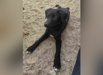 ⭐️YANO⭐️, bezaubernder Hundejunge, 1 Jahr, 37 cm, Mischling, Tierschutz Rumänien