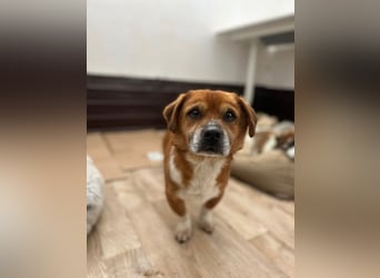 TAC, neugieriger Rüde, 2 Jahre, 35 cm, Mischling, Tierschutz