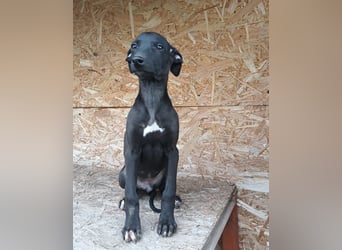 Suki Tierschutzhund sucht  ein Zuhause