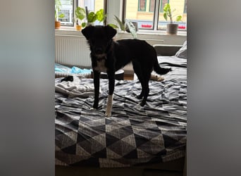 SIMBA, süßes Mischlingsmädchen, 8 Monate, 32 cm, Pflegestelle Köln, Tierschutz Rumänien