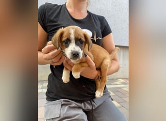 Rizsa sucht ein Zuhause voller Liebe