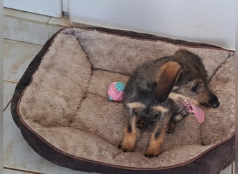 Kaia sucht ihr Für-immer-Zuhause