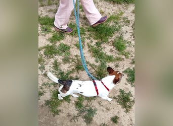 MOLLY, zarte Seele, 3,5 Jahre, 27 cm, Pflegestelle 53773, Tierschutz Rumänien