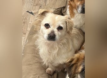 TIC, unkomplizierte Hundemaus, 2 Jahre, 30 cm, Mischling, Tierschutz