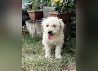 Maggie sucht ein ruhiges Zuhause