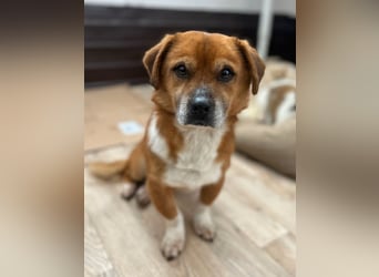 TAC, neugieriger kleiner Rüde, 2 Jahre, 35 cm, Mischling, Tierschutz Rumänien