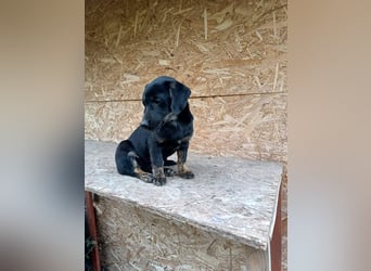 Zoe Tierschutzhund sucht ein Zuhause