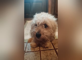 BOBBLE, lieber Havaneser-Mix, Rüde, 6 Monate, 30 cm, Tierschutz