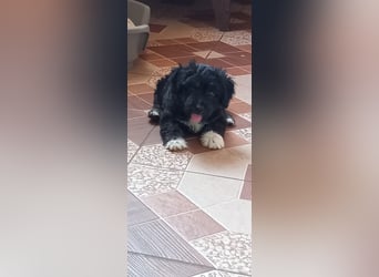 Lucky - kleiner Rüde sucht liebevolles Zuhause
