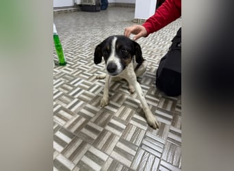 ⭐️ Mendy⭐️, liebevolle Begleiterin, Hündin, 1,5 Jahre, 30 cm, Mischling, Tierschutz