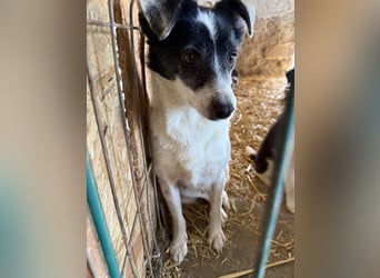 MARENA, anhängliche Hündin, 3 Jahre, 39 cm, Mischling, Tierschutz