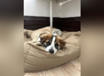⭐️TOC⭐️, süßer, kleiner Kerl, Rüde, 2 Jahre, 35 cm, Mischling, Tierschutz
