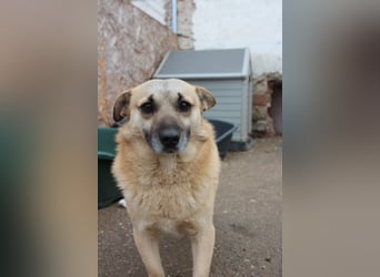 TONI, kleiner Kämpfer, 3 Jahre, 29 cm, Mischling, Tierschutz Rumänien