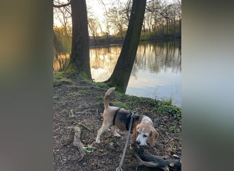 DAISY, Super-Omi, 10 Jahre, 36 cm, Beagle-Mix, Tierschutz, Pflegestelle Leipzig