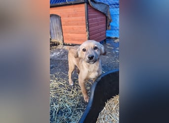 ⭐️ARMANI⭐️, Rüde, 8 Monate, 25 cm, Mischling, Tierschutz