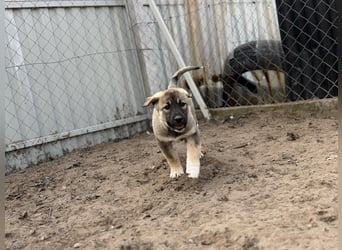 Verliebt auf den ersten Blick? Das ist Nacho !