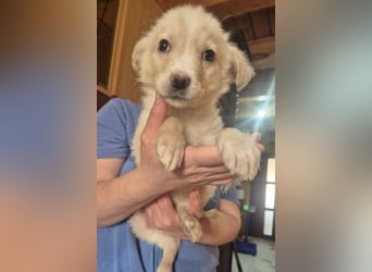 Welpenrüde 273744 sucht sein Körbchen