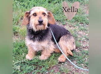 Xella - kleine Herzenshündin mit großem Charme sucht ihr Glück