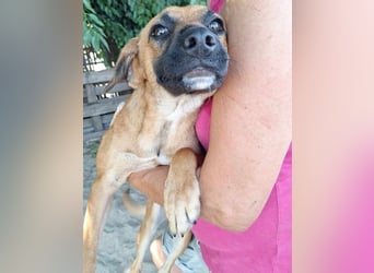 ⭐️OLLI⭐️, lustiger Hundejunge, 1 Jahr, 36 cm, Mischling, Tierschutz