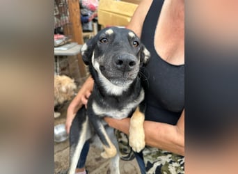 ⭐️ONYA⭐️, Hündin, fast 3 Jahre, 40 cm, Mischling, Tierschutz