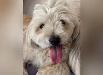 ⭐️PIXIE⭐️, Rüde, 1,5 Jahre, 35 cm, Mischling, Tierschutz