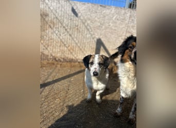⭐️BROOKE⭐️, Hündin, 1,5 Jahre, 32 cm, Mischling, Tierschutz