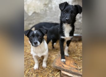 SCHNUCKI, lebensfrohe kleine Entdeckerin, Hündin, 6 Monate, 36 cm, Mischling, Tierschutz