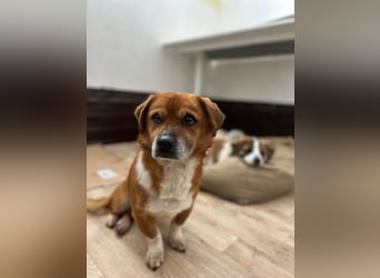 ⭐️TAC⭐️, neugieriger Rüde, 2 Jahre, 35 cm, Mischling, Tierschutz