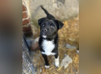 SCHNUCKI, lebensfrohe kleine Entdeckerin, Hündin, 6 Monate, 36 cm, Mischling, Tierschutz