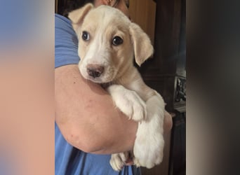 Welpenrüde 273746 sucht seine Menschen