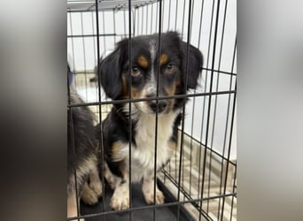 ⭐️Felice⭐️, gelassene, kleine Hündin, 1,5 Jahre, 30 cm, Mischling, Tierschutz