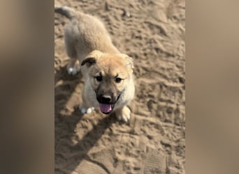 Kleiner Schatz Nash sucht großes Glück