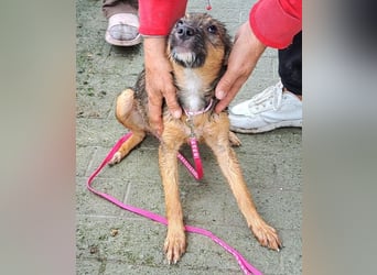 Junghündin Kylo 38cm, möchte Rumänien ganz schnell verlassen