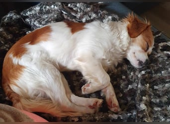 ANA - auf Pflegestelle in 52355 Düren