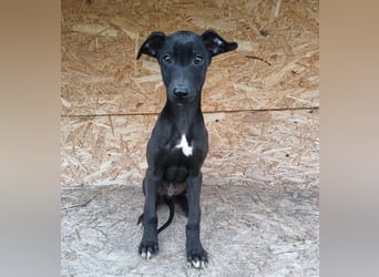 Sancho Tierschutzhund sucht ein Zuhause