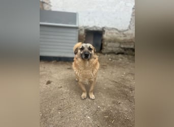 TONI, verschmustes Notfellchen, 3 Jahre, 29 cm, Mischling, Tierschutz Rumänien