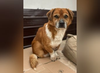 TAC, neugieriger Rüde, 2 Jahre, 35 cm, Mischling, Tierschutz