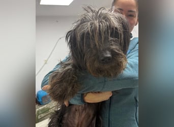 ⭐️Iffi⭐️, entspannte Hündin, 2 Jahre, 30 cm, Mischling, Tierschutz