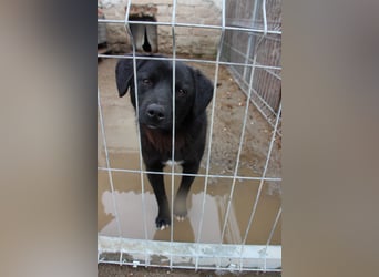 ⭐️YANO⭐️, bezaubernder Hundejunge, 1 Jahr, 37 cm, Mischling, Tierschutz Rumänien