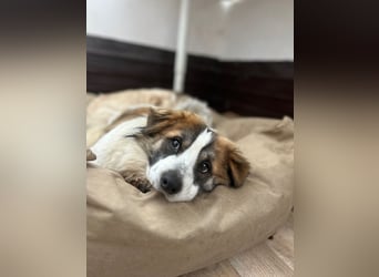 ⭐️TOC⭐️, süßer, kleiner Kerl, Rüde, 2 Jahre, 35 cm, Mischling, Tierschutz