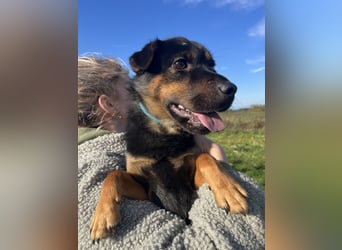 Kolos der gute-Laune-Hund