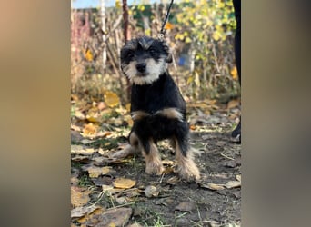 Texton - Er will nicht im Tierheim aufwachsen!