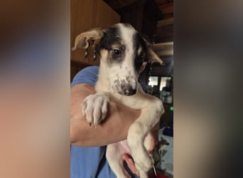 Welpenhündin 273768 möchte gerne zu DIR reisen