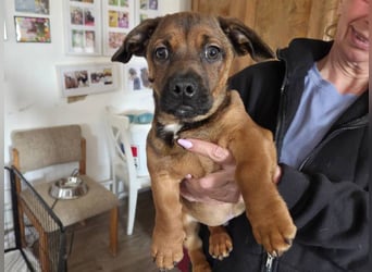 Gazsi sucht seine Menschen