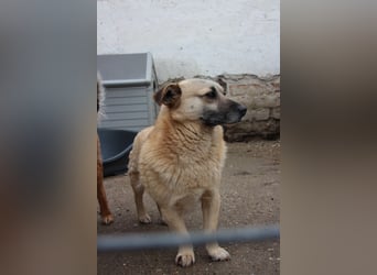 TONI, kleiner Kämpfer, 3 Jahre, 29 cm, Mischling, Tierschutz Rumänien