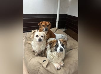 ⭐️TOC⭐️, süßer, kleiner Kerl, Rüde, 2 Jahre, 35 cm, Mischling, Tierschutz